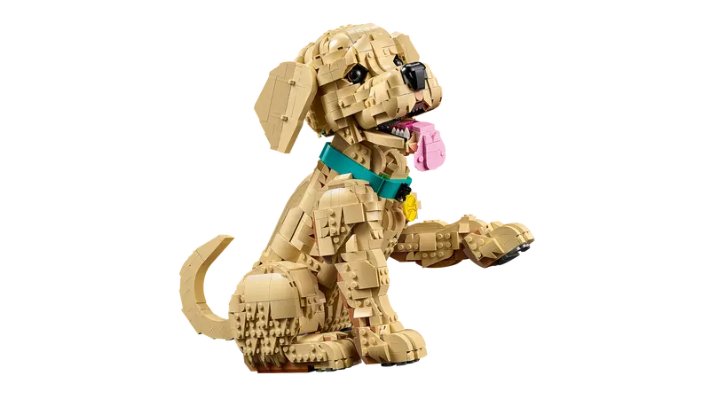 Golden Retriever Welpe 11384