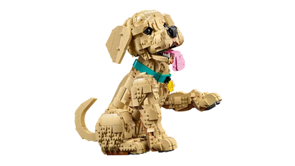 Golden Retriever Welpe 11384