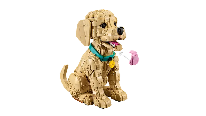 Golden Retriever Welpe 11384