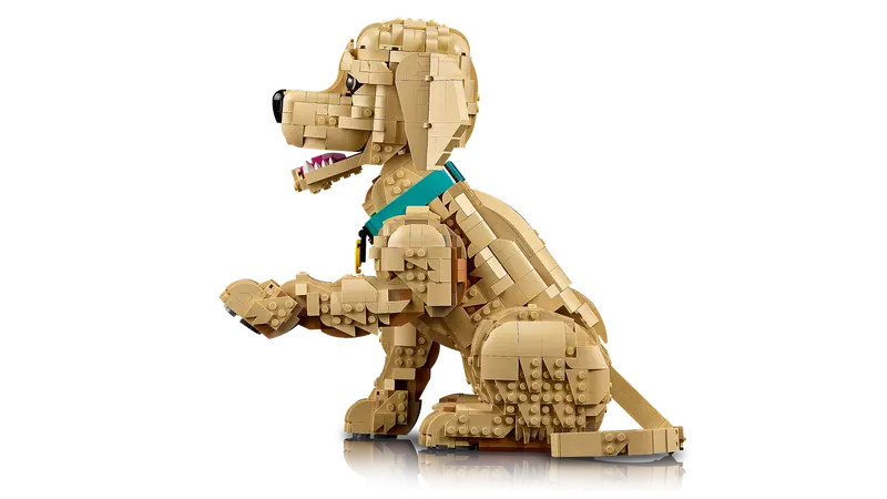 Golden Retriever Welpe 11384