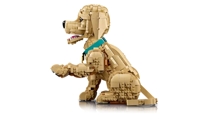 Golden Retriever Welpe 11384