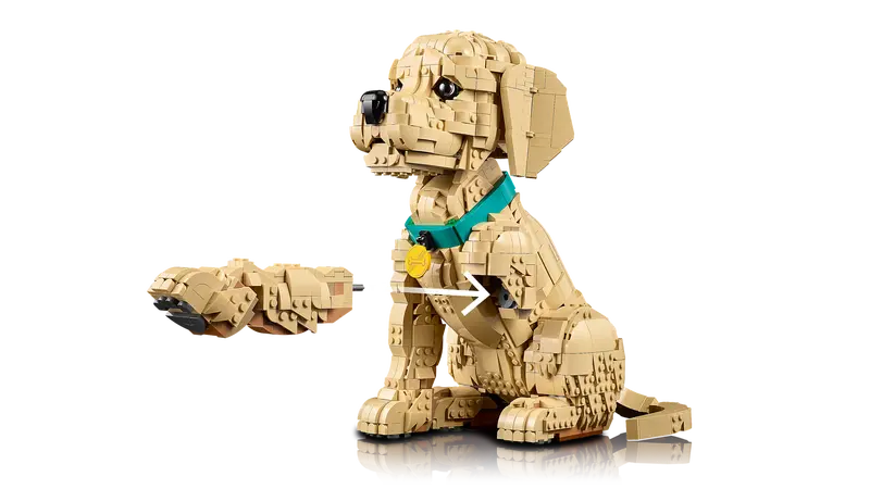 Golden Retriever Welpe 11384