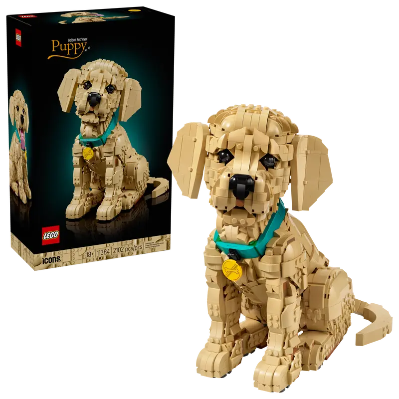 Golden Retriever Welpe 11384